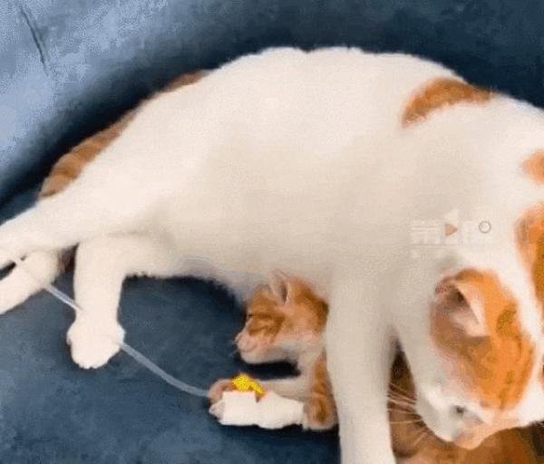 被网友嘲笑的“犟种猫”迎来神反转,竟因为……救子心切?!