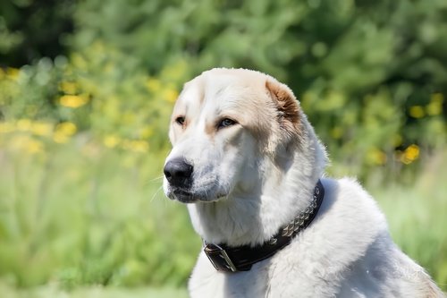 中亚犬为什么不建议养