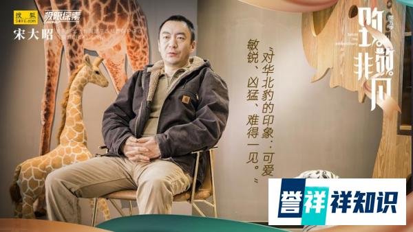 致敬非凡|猫盟宋大昭:守护华北豹的北国之约