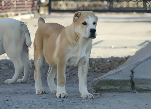 中亚犬为什么不建议养