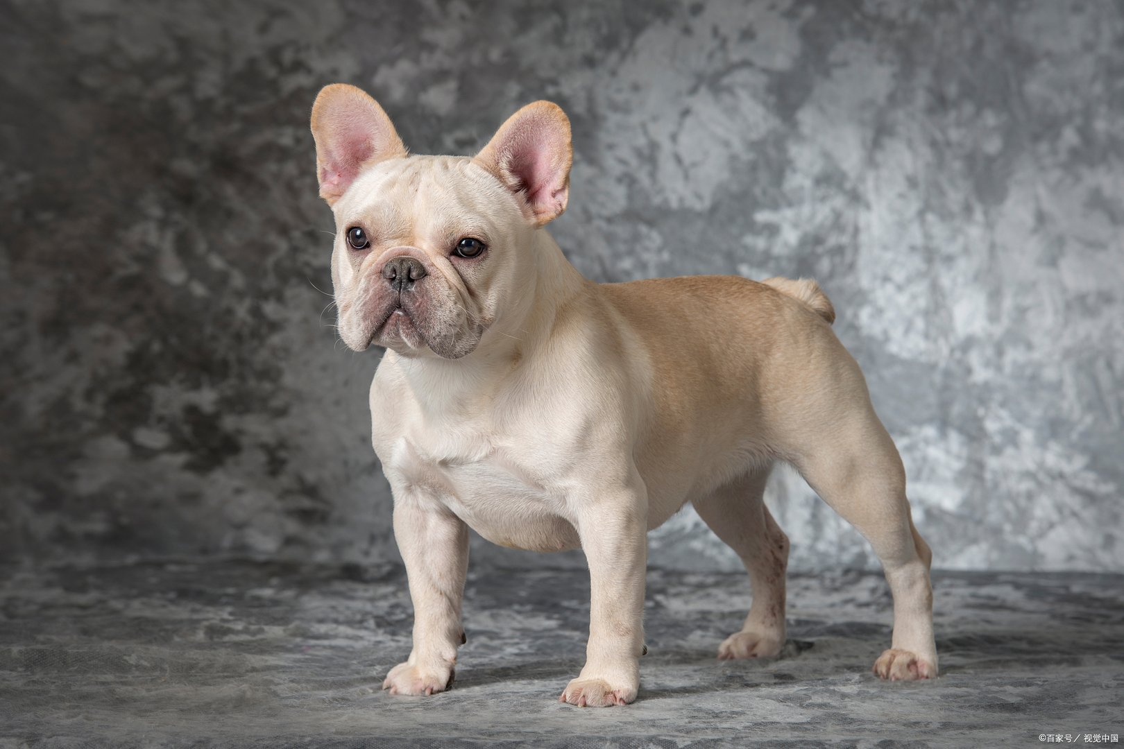 目前市场上的斗牛犬以英斗和法斗两个品种最为常见，斗牛犬多少钱一只？