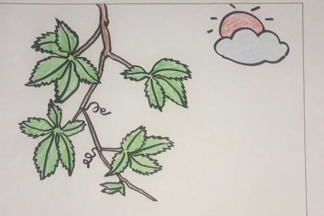 爬山虎的简笔画怎么画?
