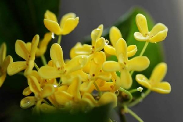 什么的桂花填空