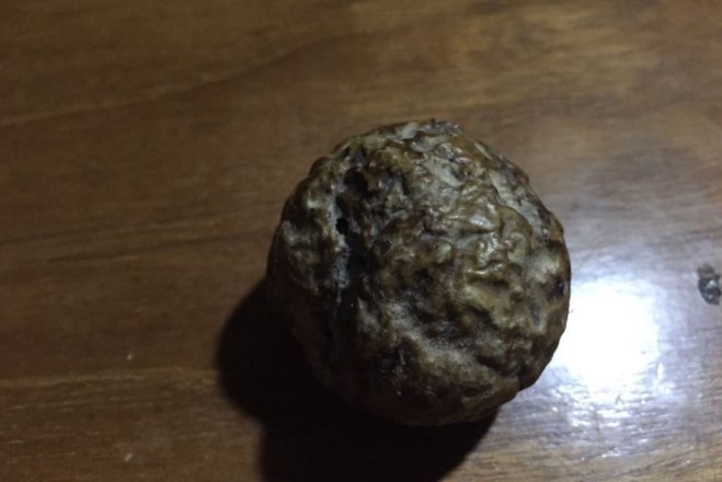 猪砂的价格是多少钱一克