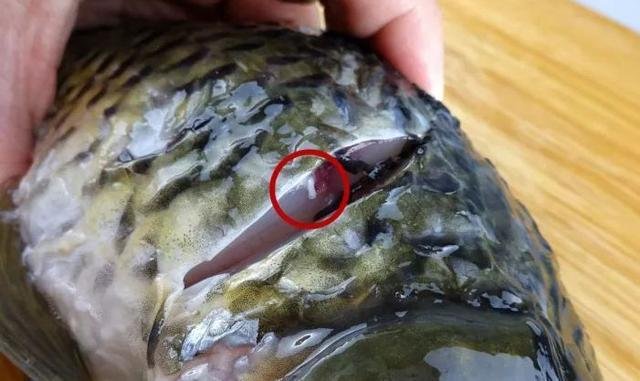 鱼的腥线是哪里？为什么要去掉？