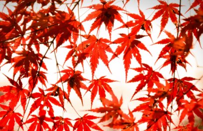 形容枫叶的词语