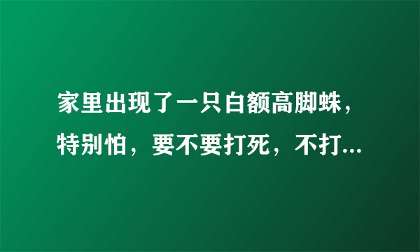家里出现了一只白额高脚蛛，特别怕，要不要打死，不打死会产卵怎么办