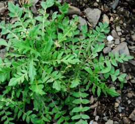 荠菜读什么？