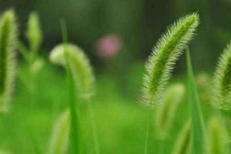 狗尾巴草能吃吗？
