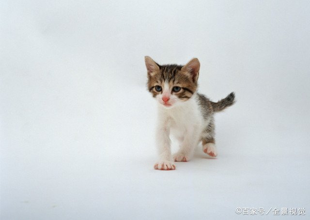 猫突然哀嚎一样怪叫是怎么回事?