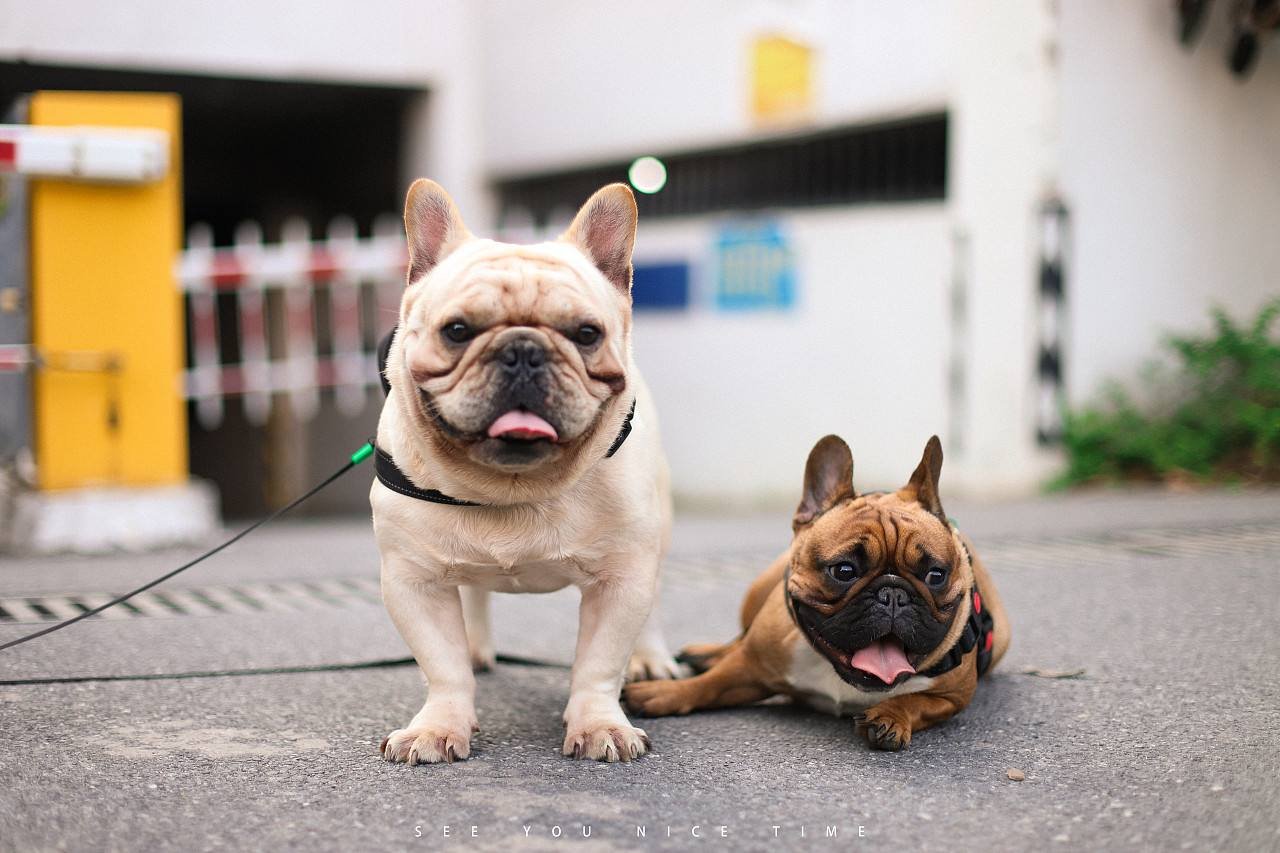 养一只法国斗牛犬的一年成本大概是多少？