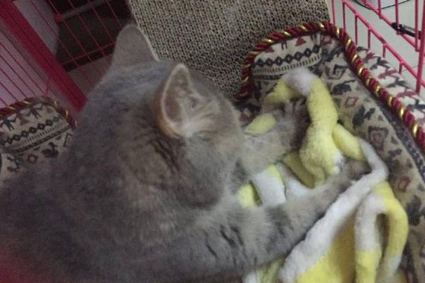 猫咪一边呼噜一边踩奶是什么意思呢?