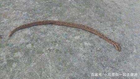 农村比较常见的土公蛇,是不是剧毒蛇?和眼镜蛇相比,哪个毒性更大呢?