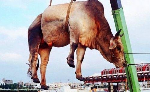 牛身上所有的部位名分别是什么?