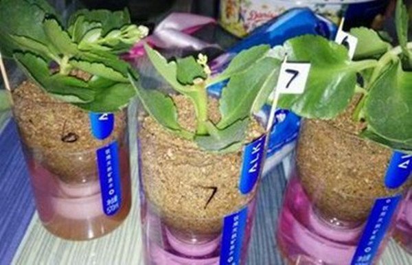 长寿花几月份可以扦插