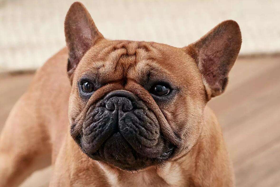 养一只法国斗牛犬的一年成本大概是多少?