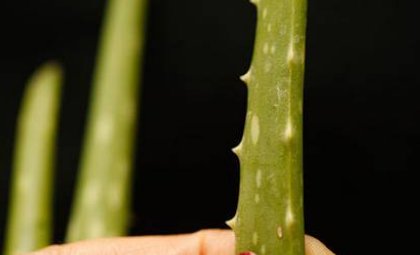 怎样提取芦荟汁