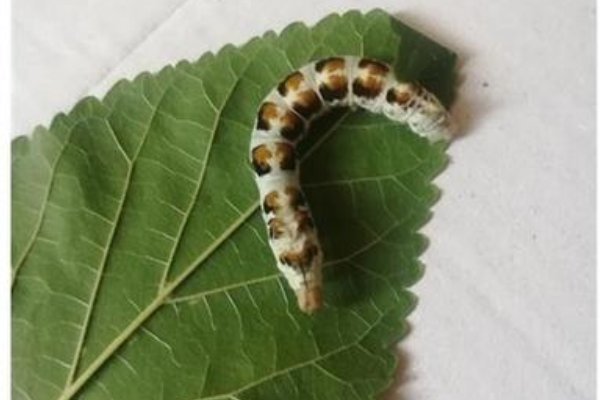 虎蚕真的会吃白蚕吗？