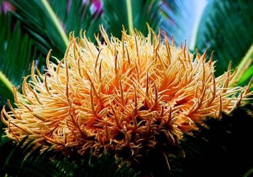铁树开花歇后语下一句