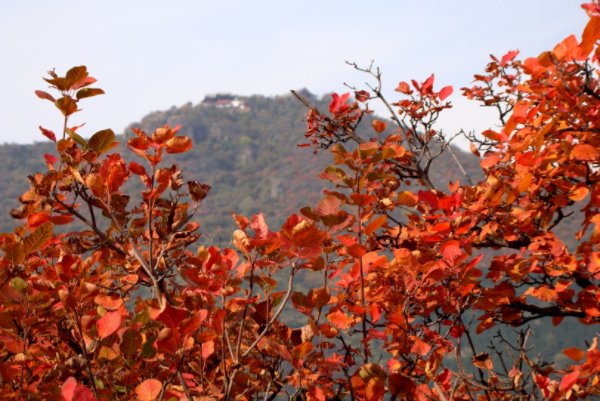 为什么情侣不能爬香山?