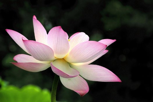 荷花像什么又像什么？