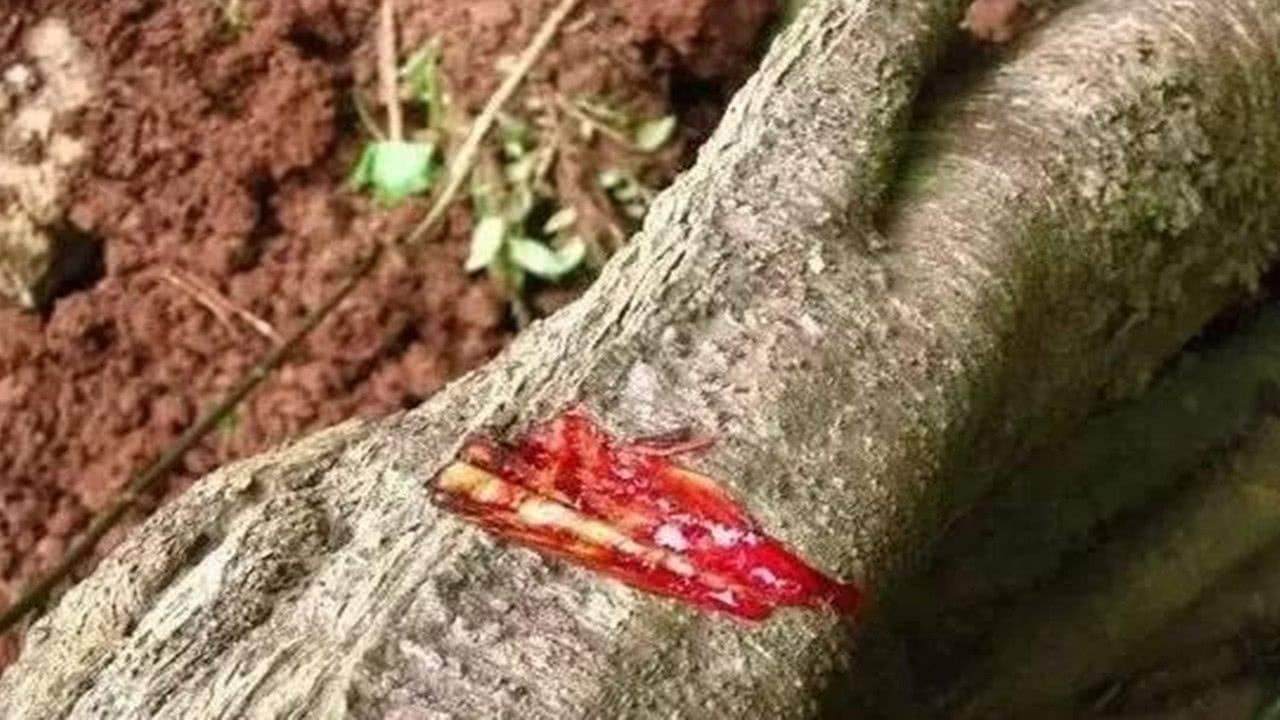 《盗墓笔记》原文中的麒麟竭、蛇眉铜鱼等物品在现实中存在吗？