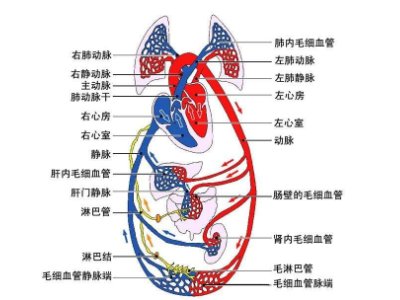 体循环和肺循环的顺口溜是什么?