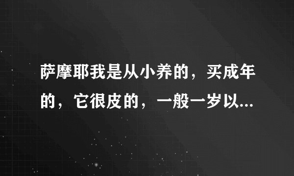 萨摩耶我是从小养的，买成年的，它很皮的，一般一岁以上就不好养为什么啊