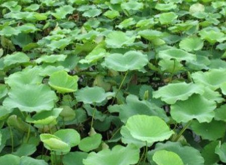 池塘里的荷叶又大又圆的好像什么？