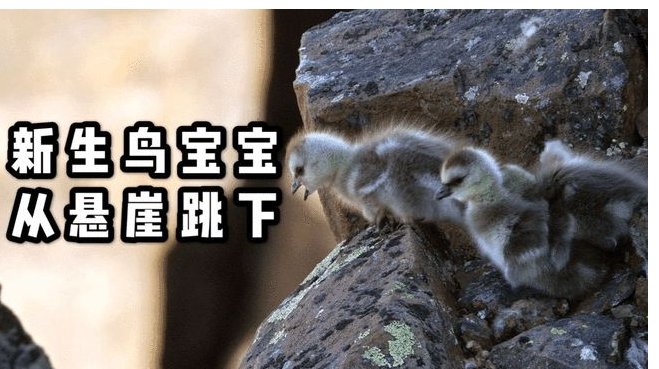 藤壶鹅是不是摔不死?