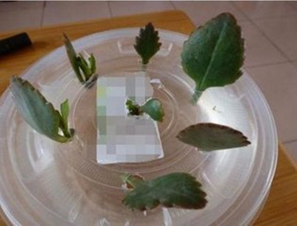 长寿花几月份可以扦插