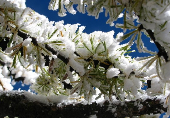 雪绒花的原唱是谁啊?