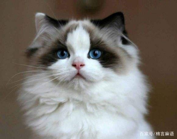 猫突然哀嚎一样怪叫是怎么回事?