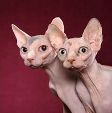 霍思燕家的猫是什么品种