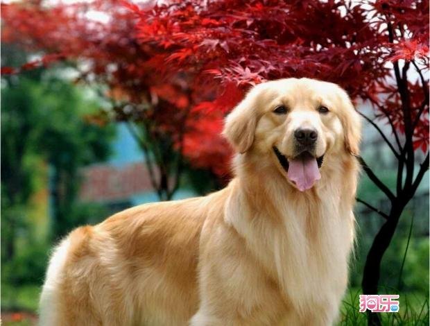 狗的尾巴像什么
