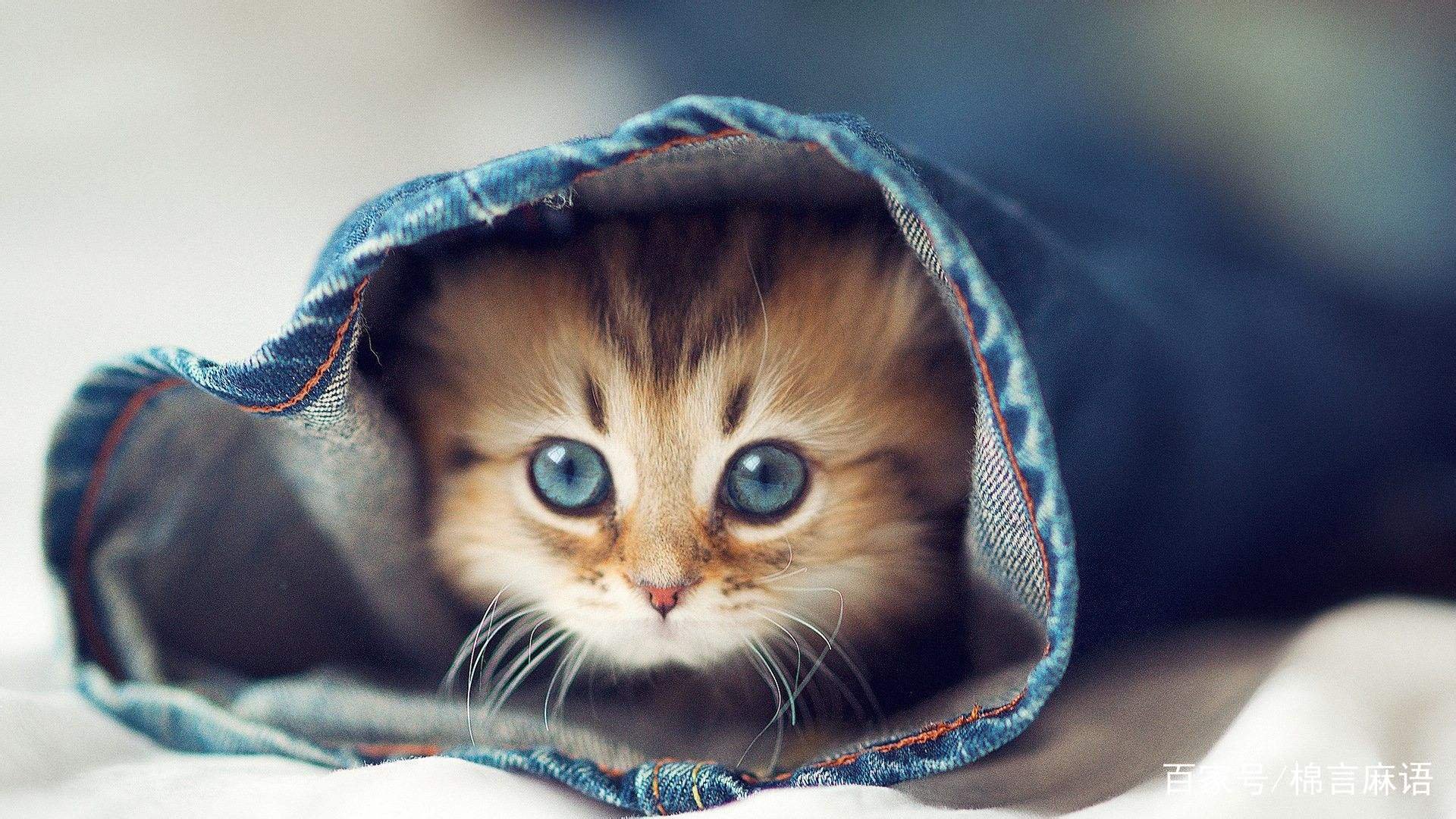 猫突然哀嚎一样怪叫是怎么回事？