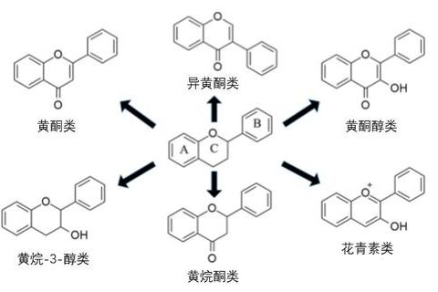 黄酮和类黄酮的区别