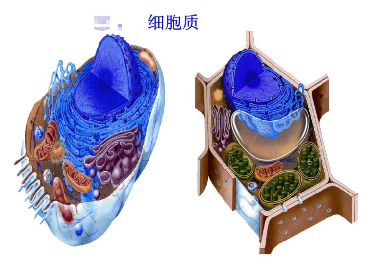 细胞质基质与细胞质的区别是什么？