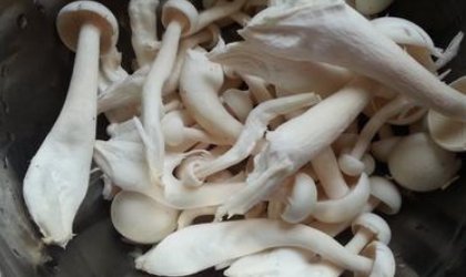 白玉菇不焯水有毒吗