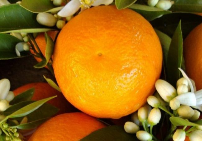 orange的复数形式是什么？