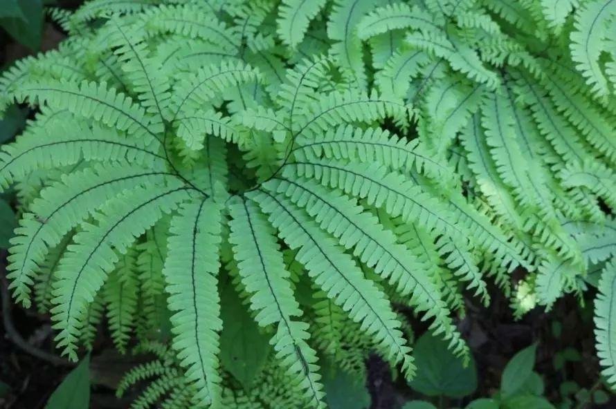 裸子植物到底有没有花？