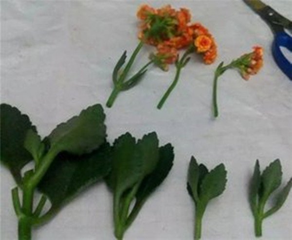 长寿花几月份可以扦插