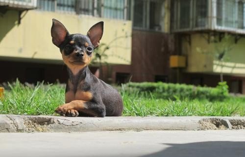 那种颜色小鹿犬最贵