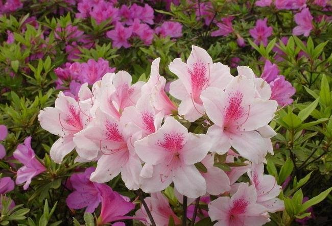 杜鹃花适合在室内养吗