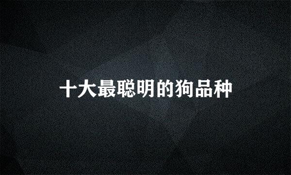 十大最聪明的狗品种