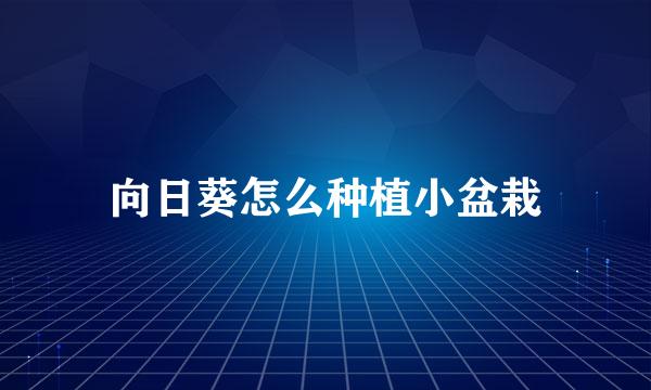 向日葵怎么种植小盆栽