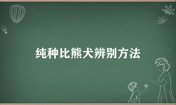 纯种比熊犬辨别方法